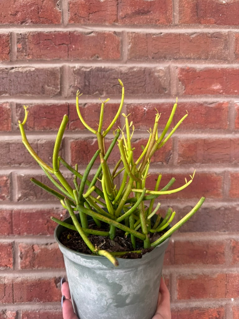 Euphorbia tirucalli &