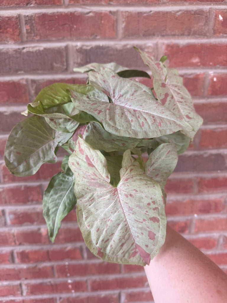 Syngonium podophyllum &