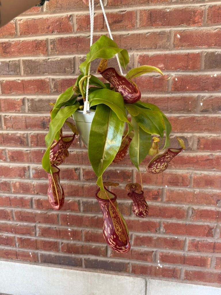 Hanging pitcher plant against a brick wall