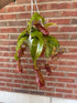 Hanging pitcher plant against a brick wall