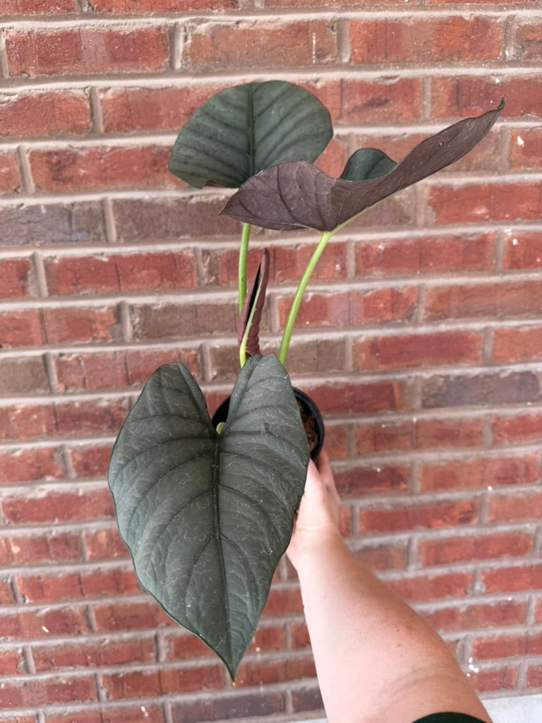 Alocasia &