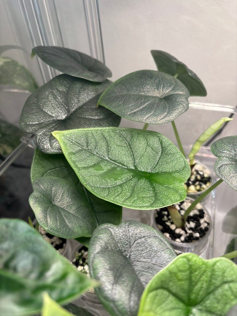 Alocasia 101 Workshop