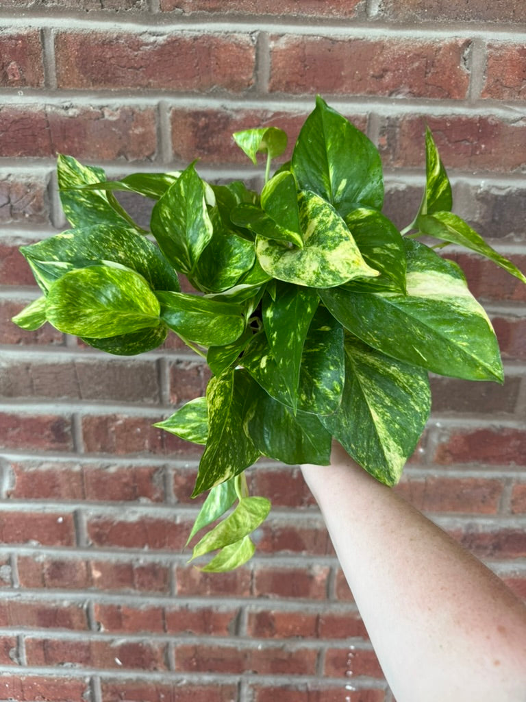 Epipremnum aureum &