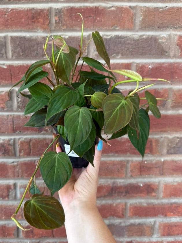 Philodendron Micans | Velvet Leaf