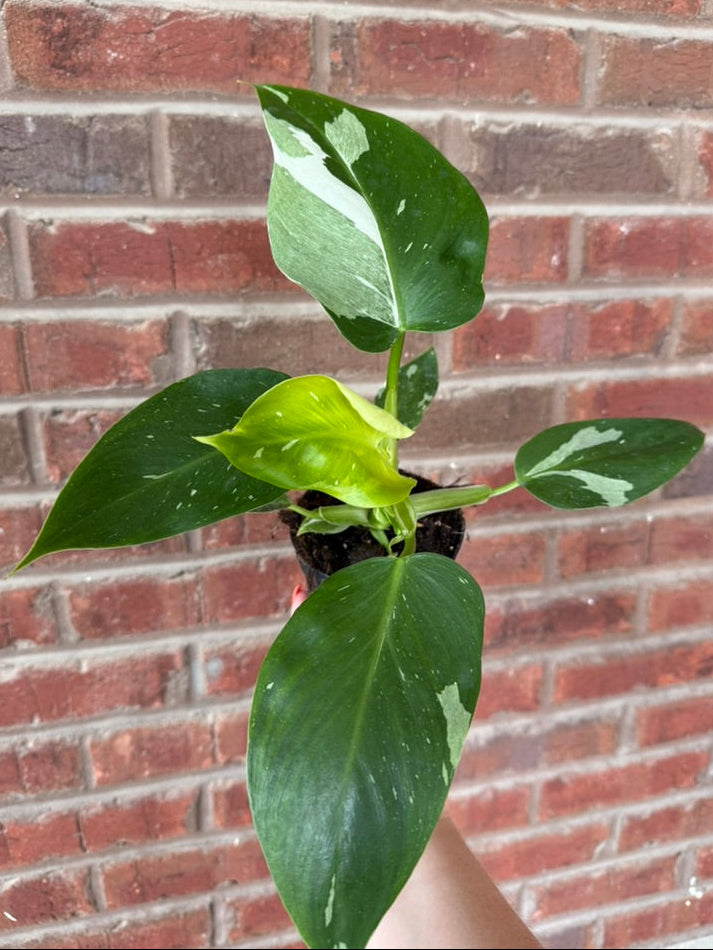 Philodendron erubescens &
