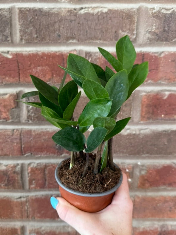 Zamioculcas Zamiifolia &