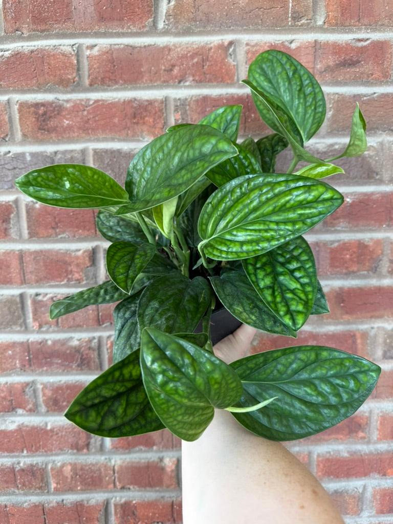 Monstera karstenianum &