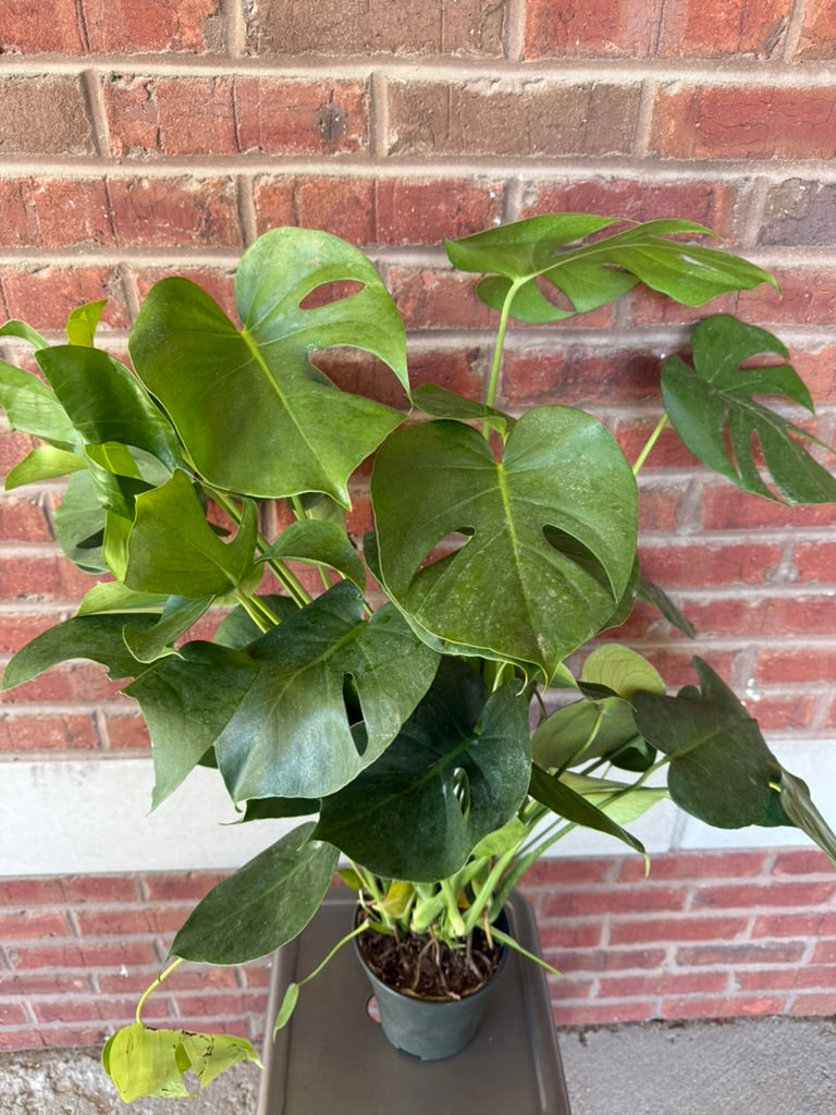 Monstera Deliciosa