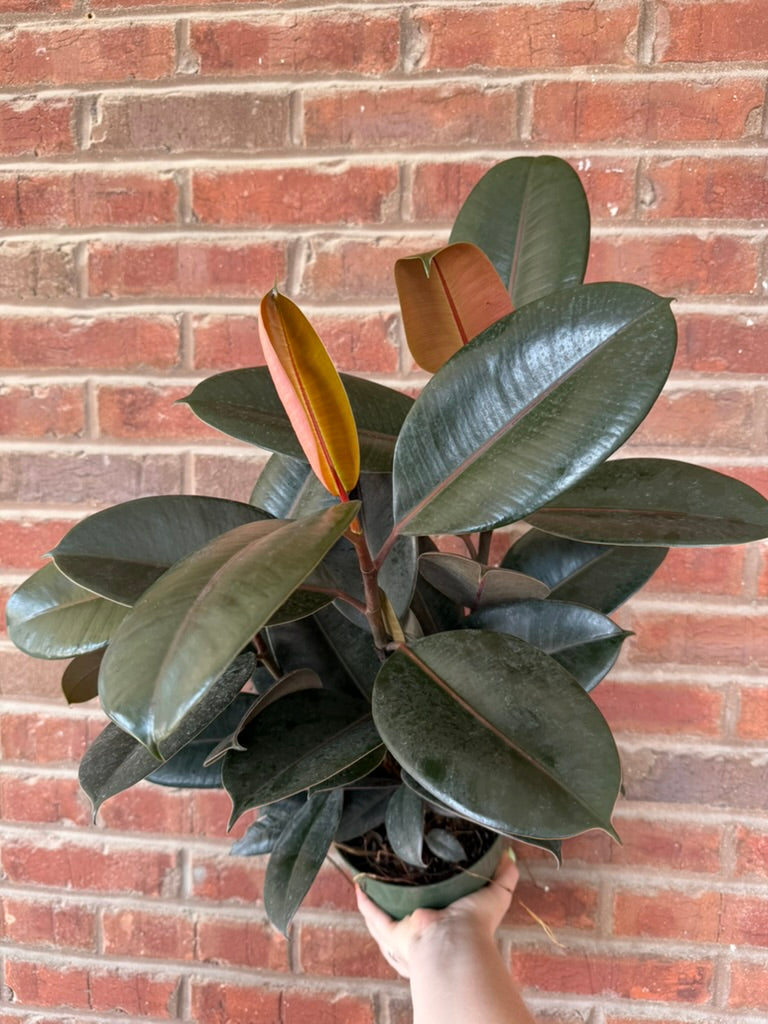 Ficus elastica &