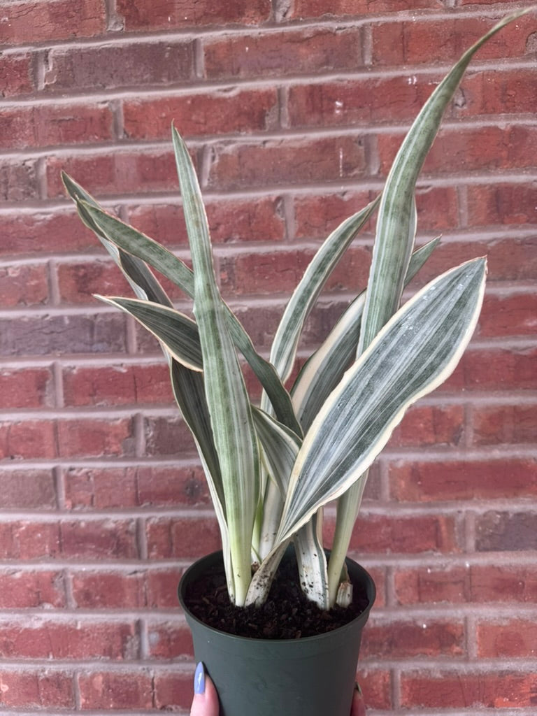 Dracaena &