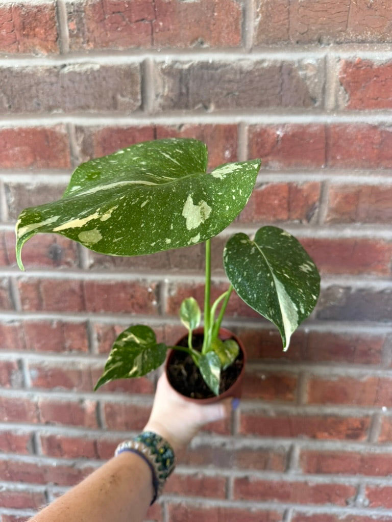 Monstera deliciosa &