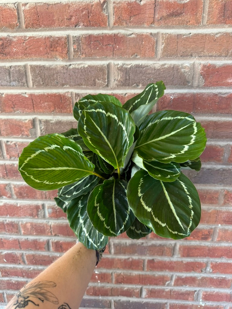 Calathea &