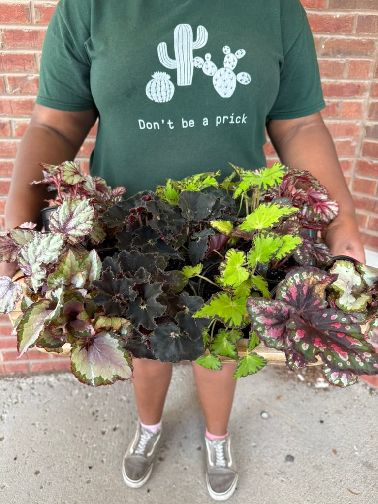 Cissus Discolor | Rex Begonia