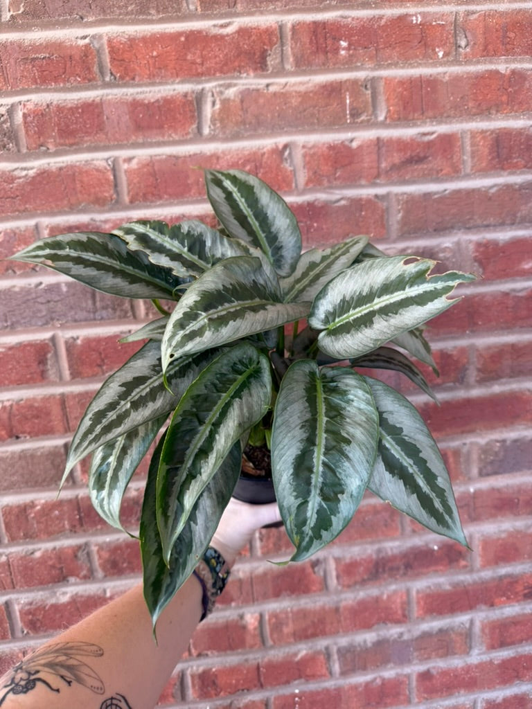 Schismatoglottis wallichii | Green Shield