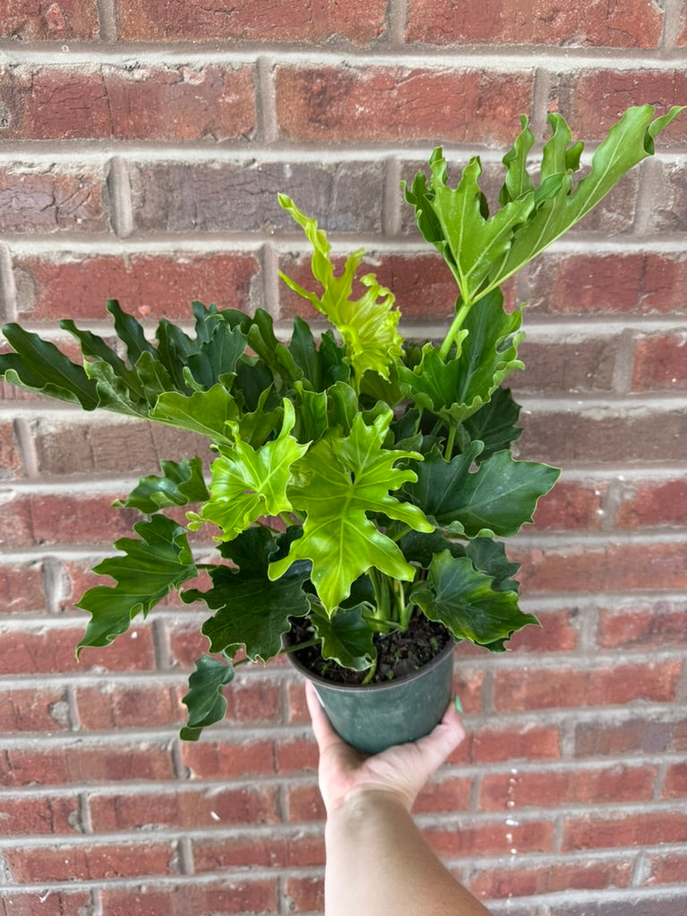 Philodendron Selloum &