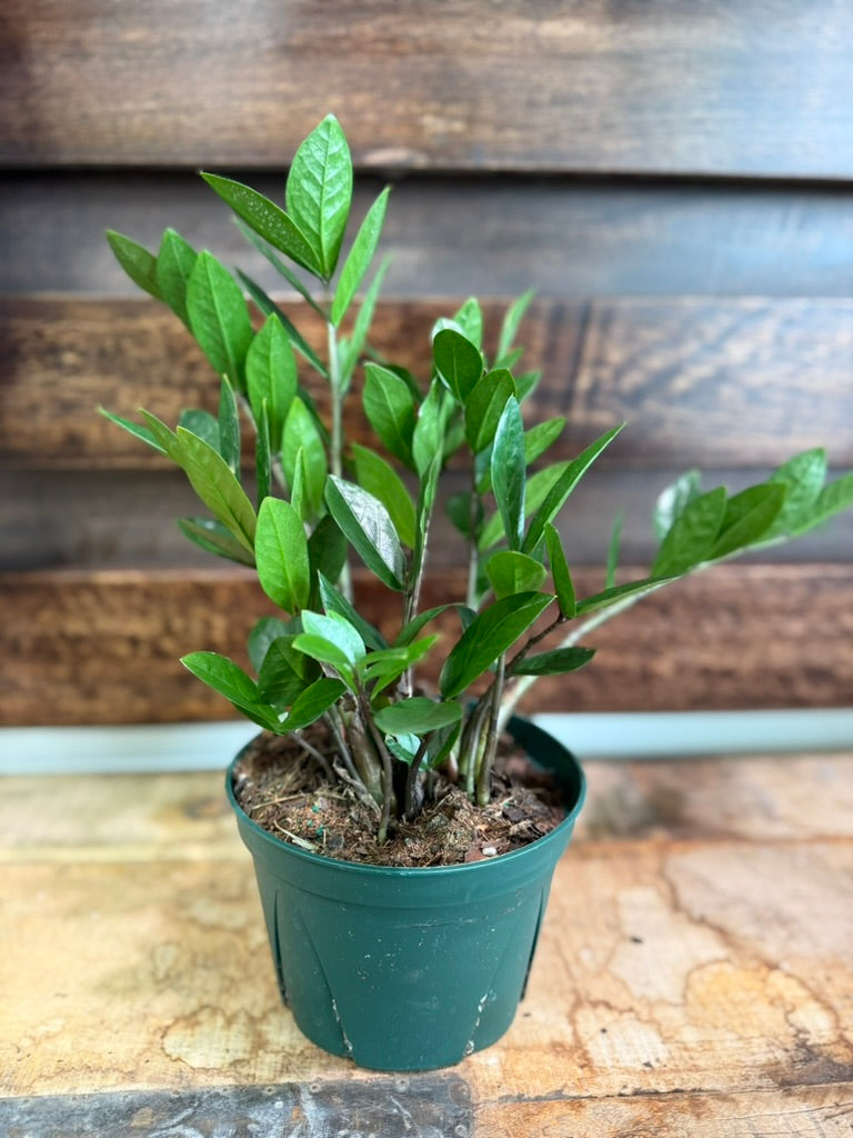 Zamioculcas Zamiifolia &