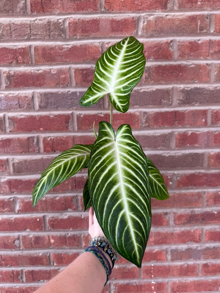 Xanthosoma Lindenii &