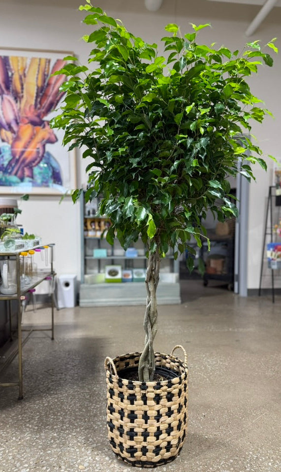 Ficus benjamina &