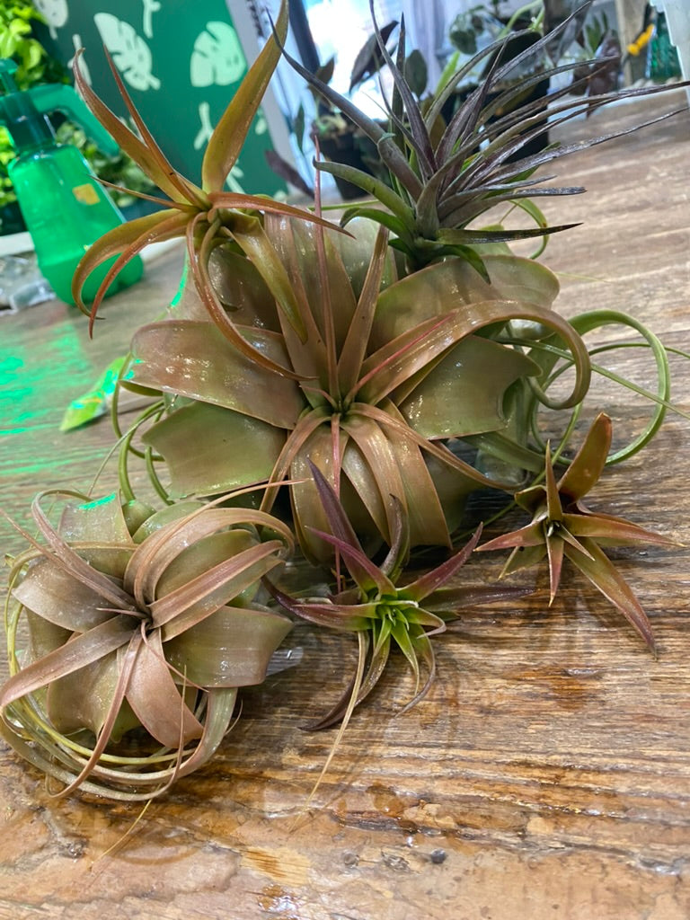 Air Plants