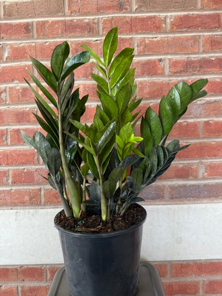 Zamioculcas Zamiifolia Oscura Black &