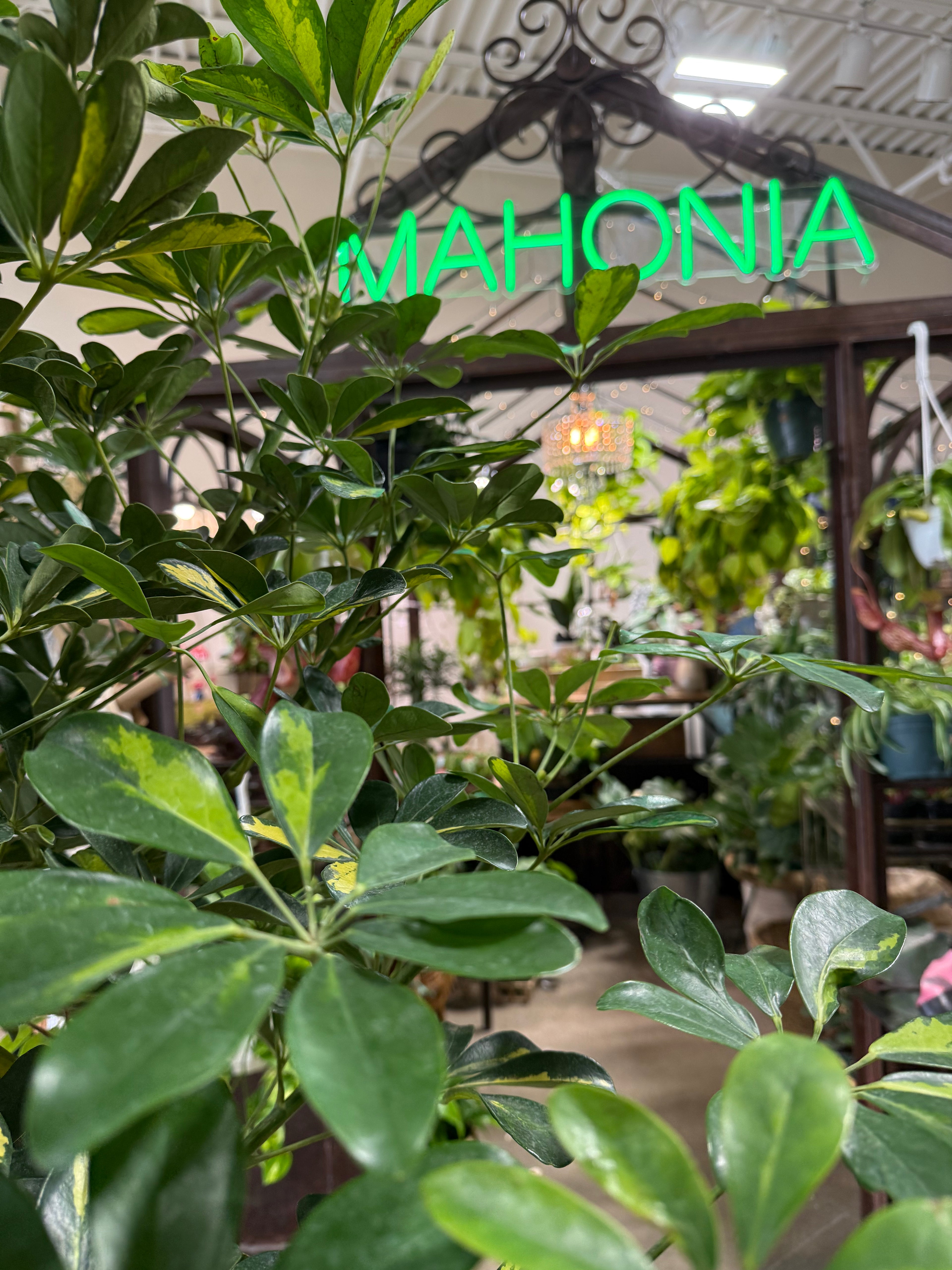 Neon sign reading 'MAHONIA' in a garden setting with plants and structures.