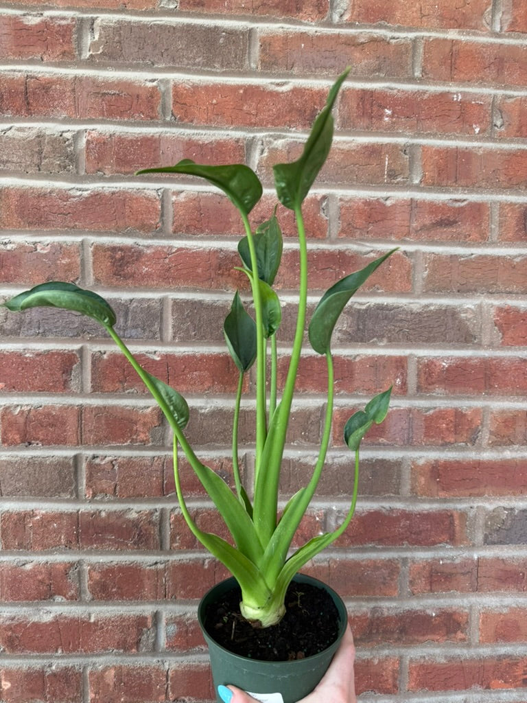 Alocasia &