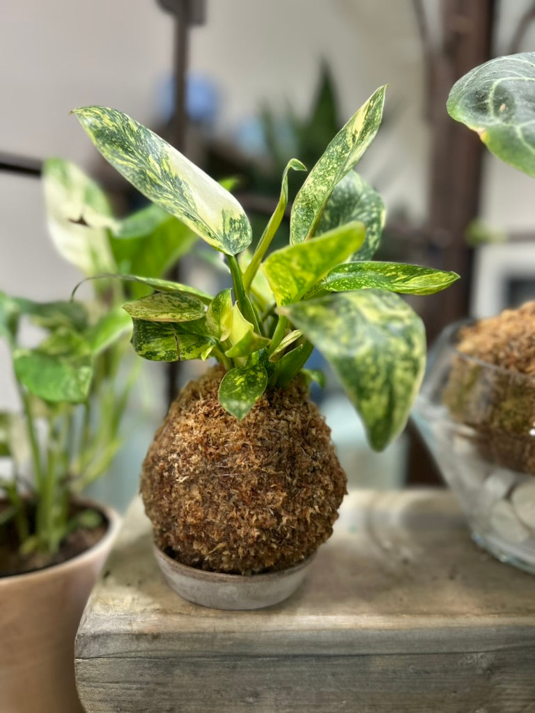 Kokedama Workshop