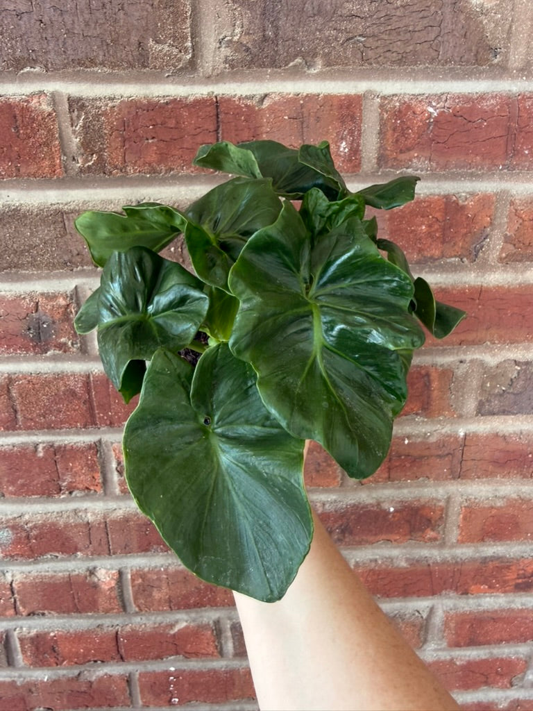 Philodendron &