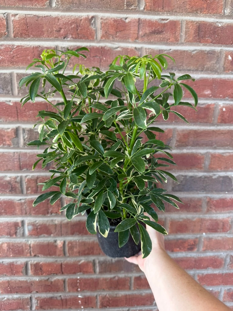 Schefflera Arboricola Mini Variegated