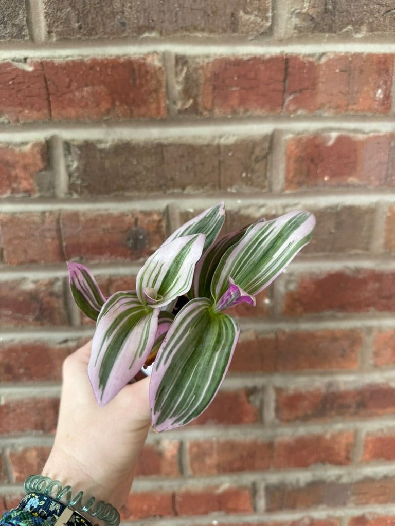 Tradescantia Nanouk | Pink Wandering Dude