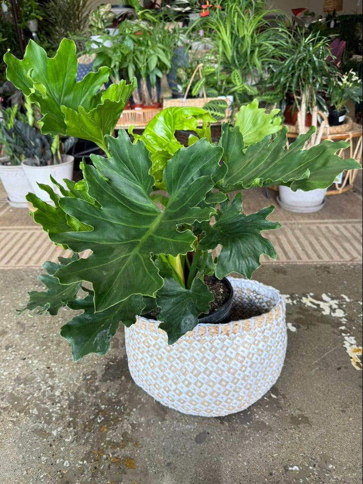 Philodendron Selloum &