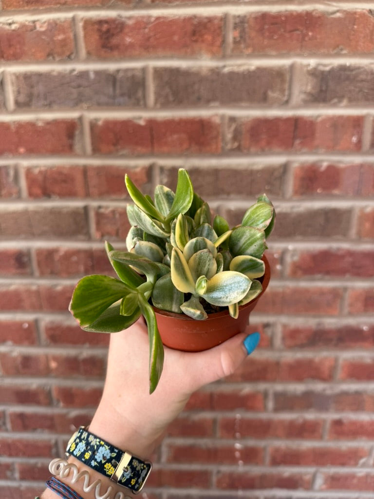 Crassula | Jade Variegated
