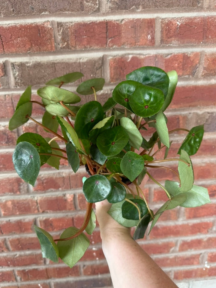 Begonia Conchifolia | Red Ruby