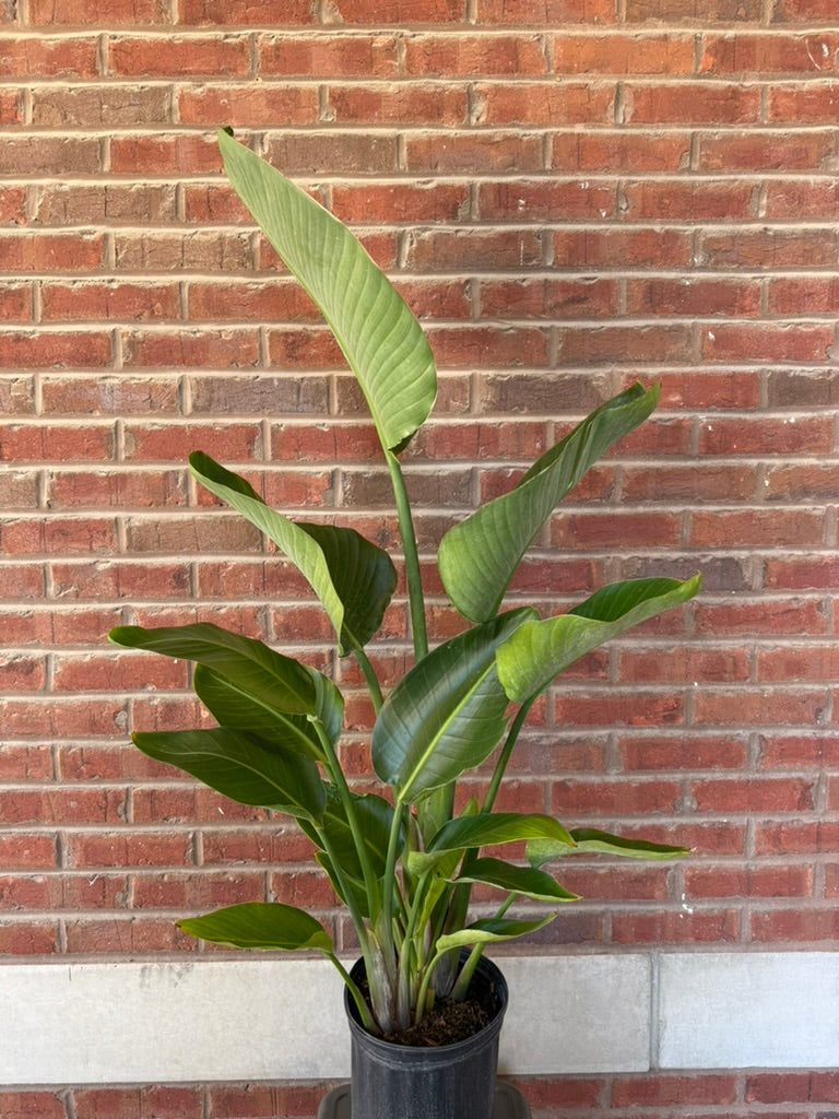 Strelitzia nicolai | White Bird of Paradise
