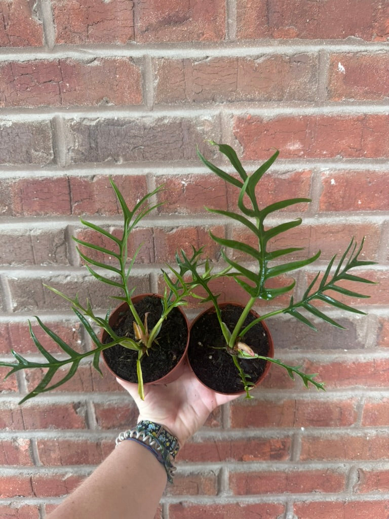 Philodendron &