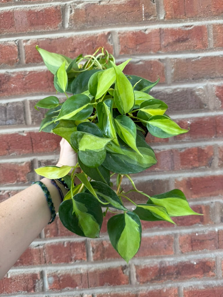 Philodendron hederaceum &