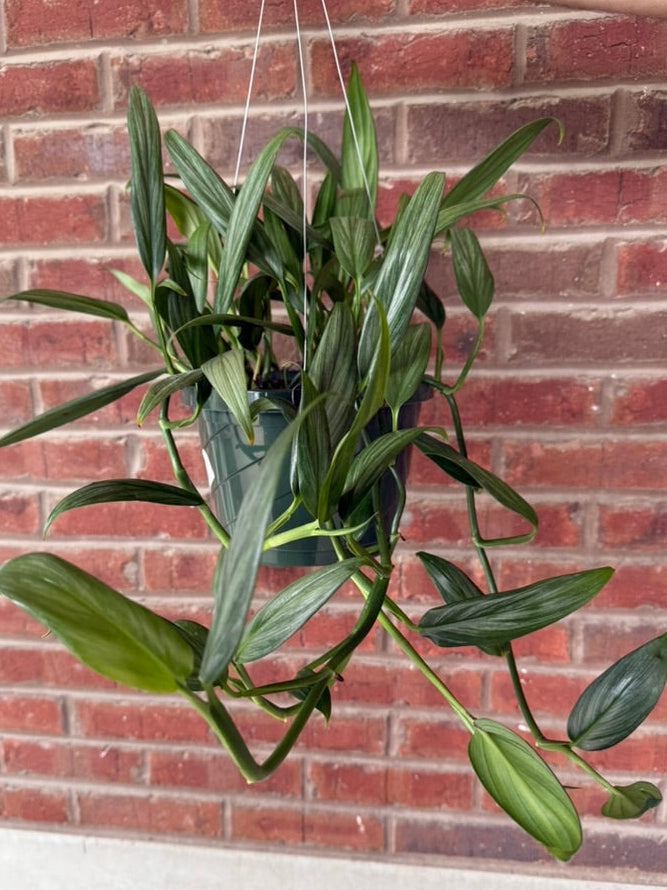 Hanging green plant against a brick wall