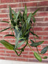 Hanging green plant against a brick wall
