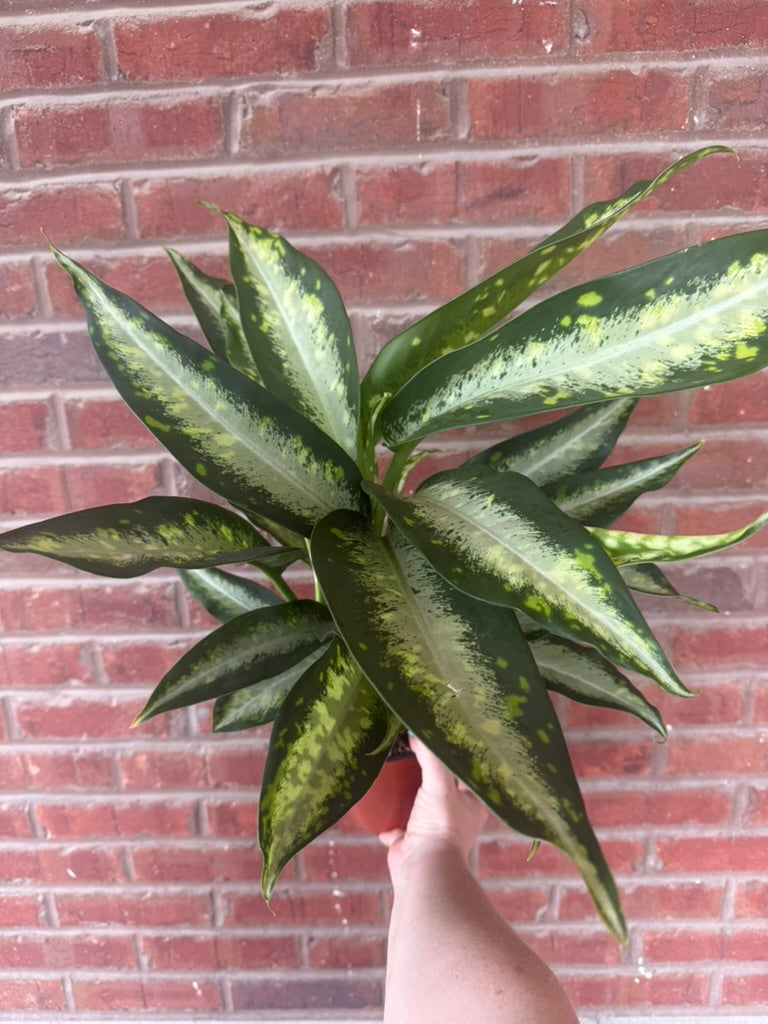Dieffenbachia &