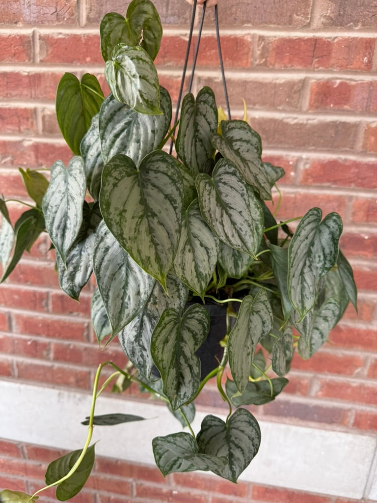 Philodendron brandtianum &