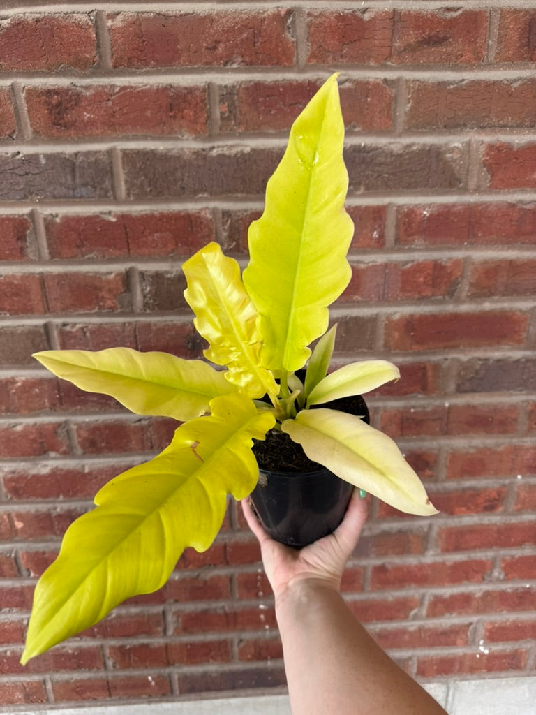 Philodendron &
