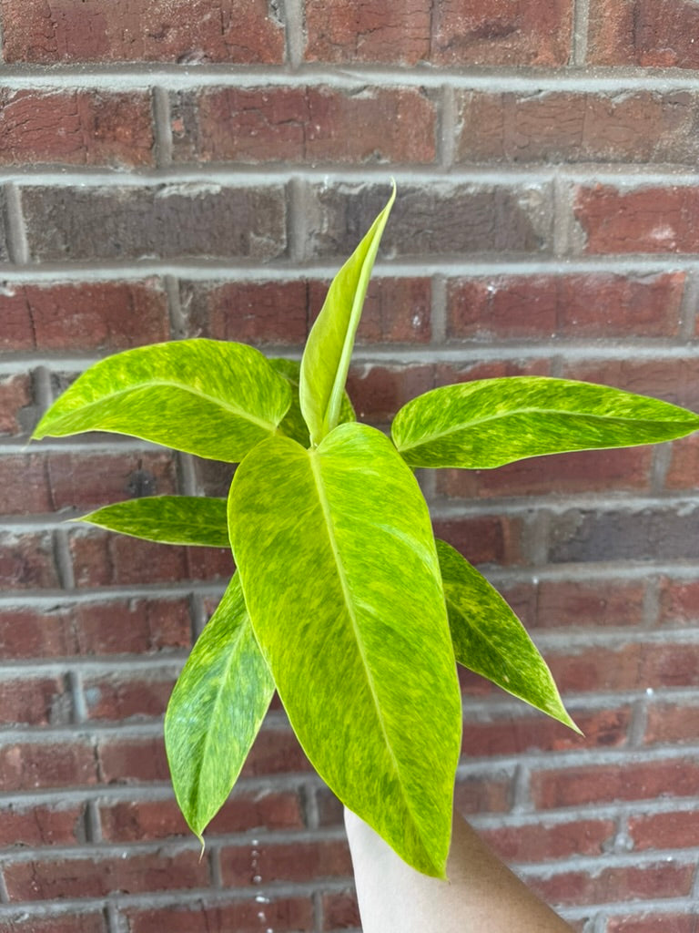 Philodendron &