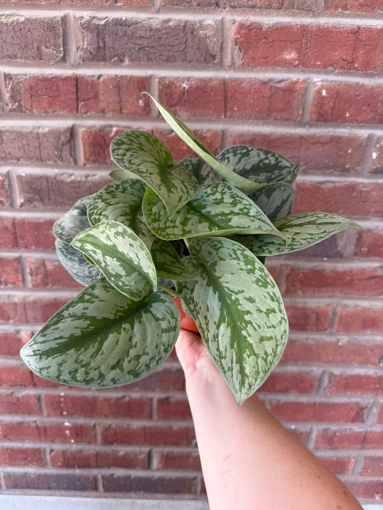 Scindapsus pictus &