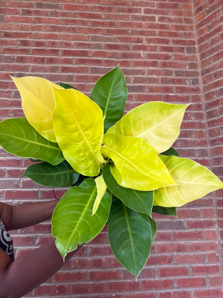 Philodendron &