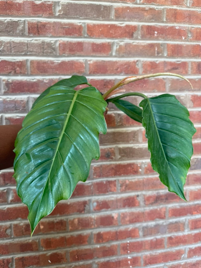 Philodendron &