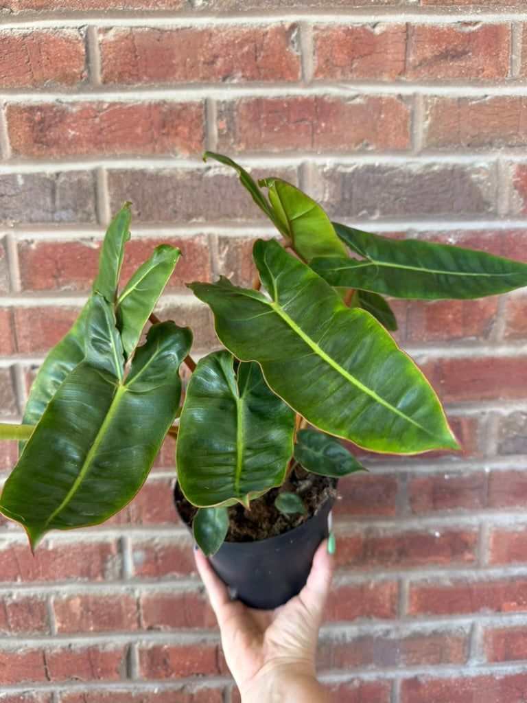 Philodendron Billietiae