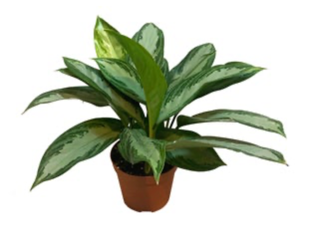 Aglaonema &