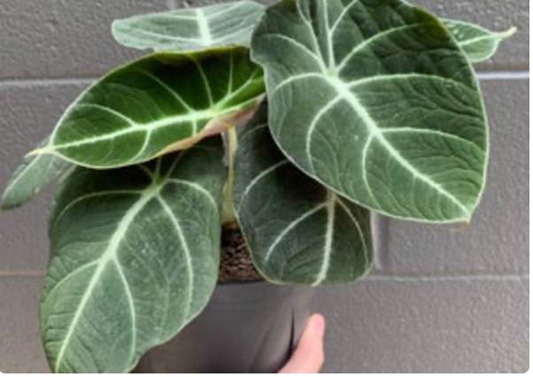 Alocasia &
