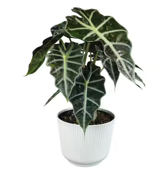 Alocasia &