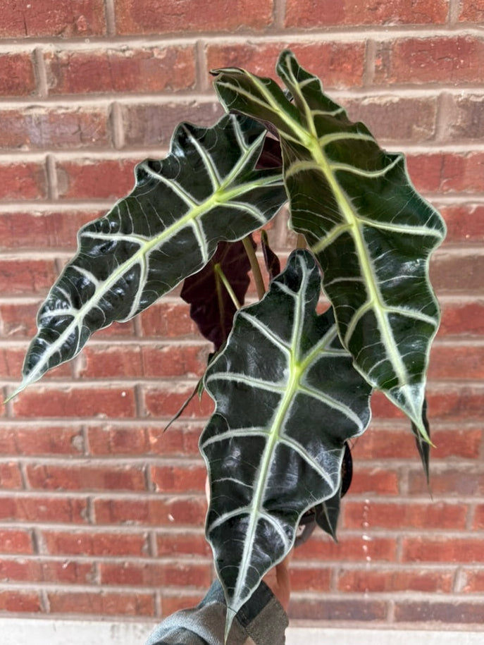 Alocasia &